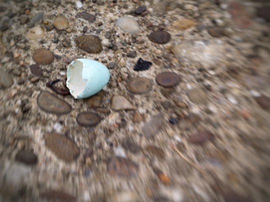 Broken Blue Egg